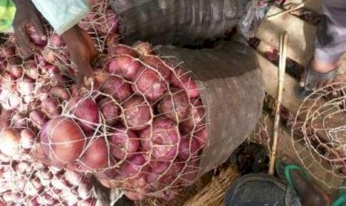 Owners Of 100 Trucks Of Onions Boycott Shasa Market, Leave Sokoto For Other Countries