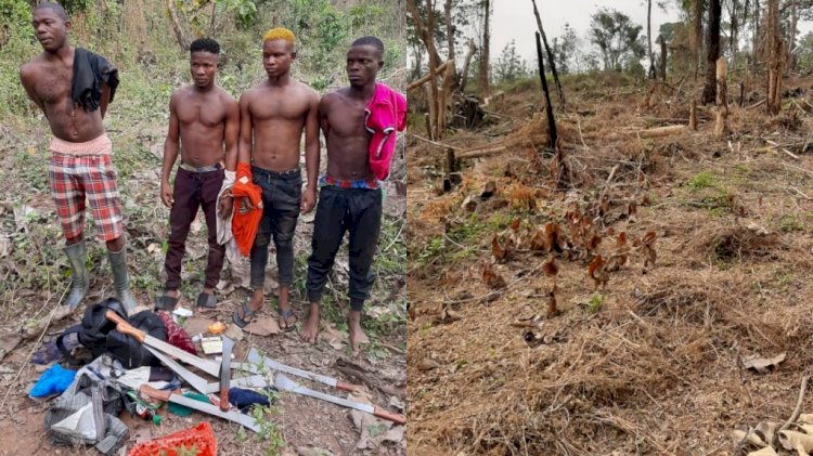Indian Hemp Farmers Arrested In Ondo Forest Reserve