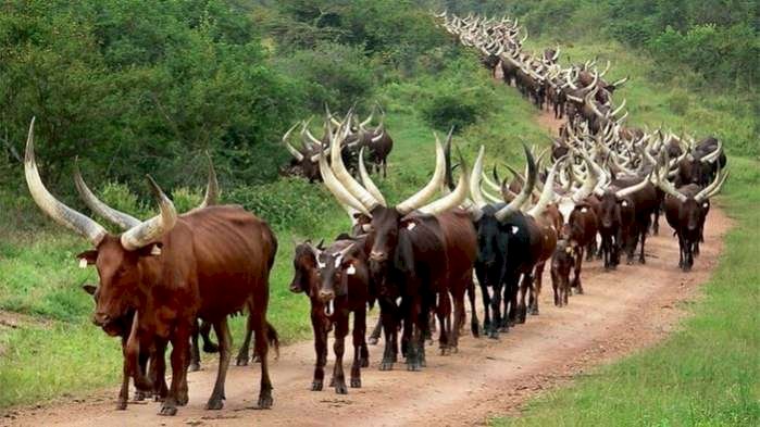 If You Kill A Herder, Don’t Go And Sleep, We Will Revisit You – Fulani Group Vows