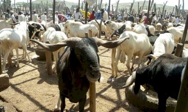 Ram costs N1million in Lagos as cattle traders’ strike bites harder