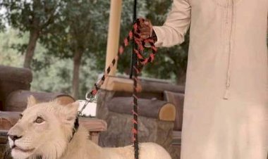 Buhari’s Son in-law Poses With Rare Lion , Sets Tongue Wagging