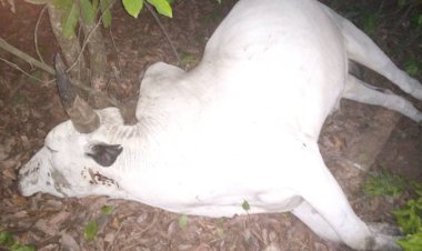 Photos:EBo Security Network in Enugu state  kill many fulani hersdsman burnt them to ashe all their cows are also been  killed
