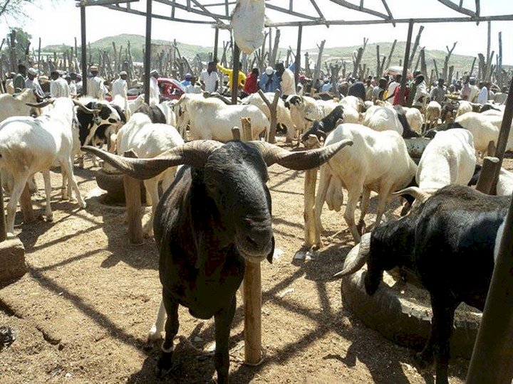Ram costs N1million in Lagos as cattle traders’ strike bites harder