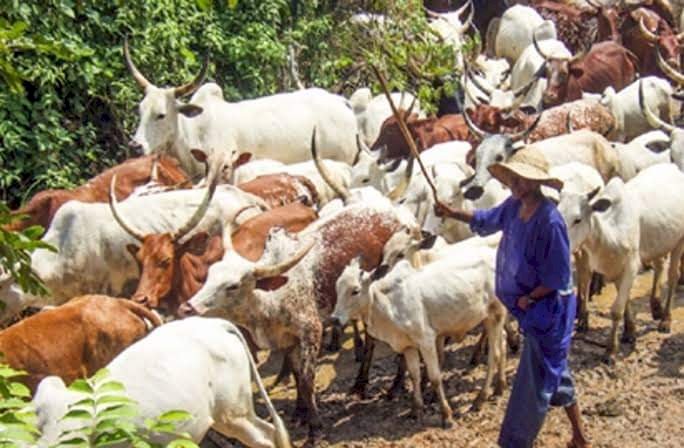 Four Herders Shot Dead, Hundreds Of Cows Missing In Fresh Anambra Attack