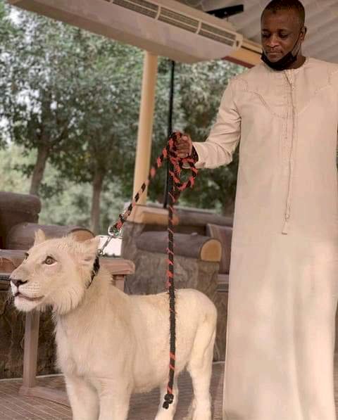 Buhari’s Son in-law Poses With Rare Lion , Sets Tongue Wagging 