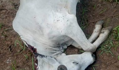 More than 100 cattle’s have been shot dead in a village called Komanda a suburb of Jema in the Bono East region of Ghana