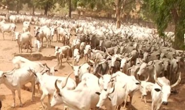 Benue: Herdsmen Paid N100m Fines In 3 Months – Miyetti Allah
