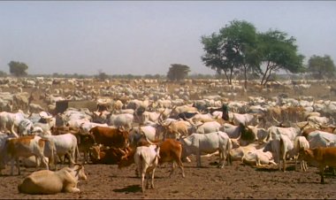 Senegal: 188 People Arrested For Stealing People’s Cattle
