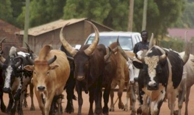 Fulanis have rights to graze anywhere in Nigeria: Fulani youths