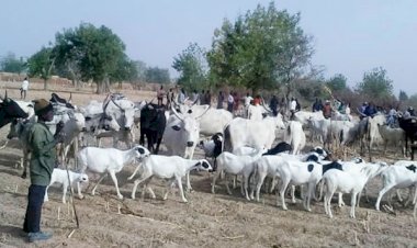 Katsina police, vigilantes kill bandit, recover cows, sheep
