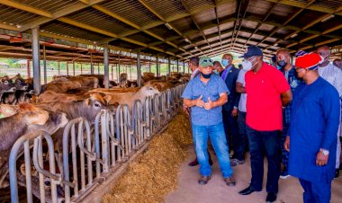 Fayemi imports 227 pregnant cows from U.S.