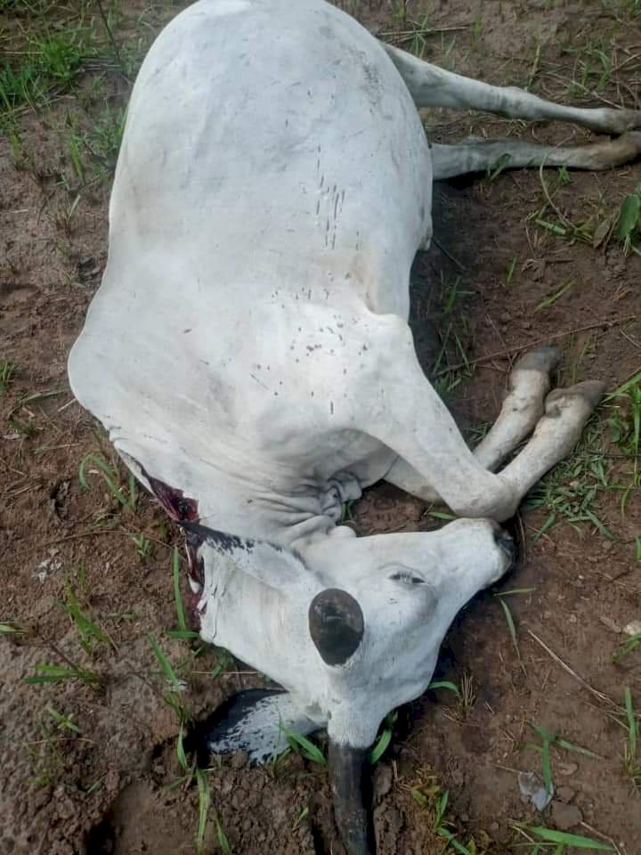 More than 100 cattle’s have been shot dead in a village called Komanda a suburb of Jema in the Bono East region of Ghana