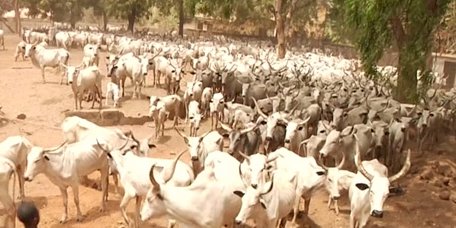 Benue: Herdsmen Paid N100m Fines In 3 Months – Miyetti Allah