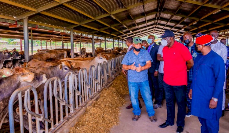 Fayemi imports 227 pregnant cows from U.S.