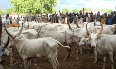 Zamfara APC Doles Out 400 Cattle To Members For Sallah