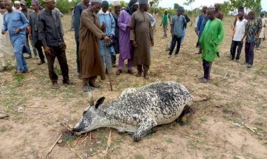 30 INNOCENT HERDSMEN ARRESTED AND A DOZEN COWS SHOT DEAD BY SWAD (MEN IN UNIFORM) IN NASARAWA STATE :