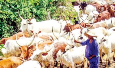 Fulani Group In Plateau Denies Link To Boko Haram