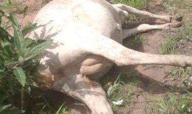 Ghana:Information reaching us now in Savanna region is that 2 Fulani’s have been shot dead