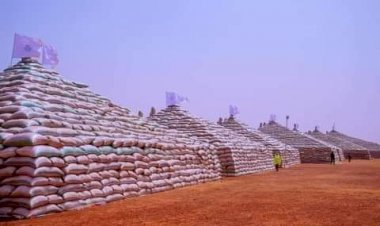Nigeria will soon become rice exporter as local production hits 9m metric tonnes — RIFAN