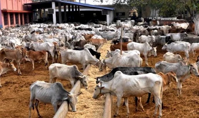 Why Ranching Won’t Work In Nigeria Now – Livestock Expert