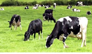 Buhari Approves Review Of Grazing Reserves In 25 States