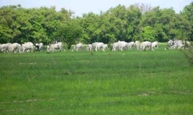 Anti-open grazing law is satanic, herders going nowhere —Miyetti Allah