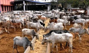 22 Govs Apply As FG Begins Model Ranch Fund’s Disbursement Next Week