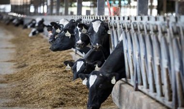 Help High Producing Dairy Cows Get Pregnant