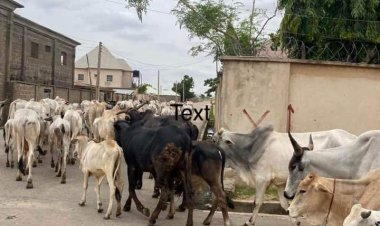 BELLO’S CONCEPT OF URBANIZATION OF THE NOMAD AND ITS RELEVANCE TODAY