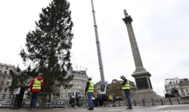 Trafalgar Square Christmas tree mocked by onlookers as 'spindly' and 'half dead'