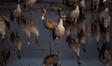 Bird flu outbreak kills 5,000 wild cranes in Israel