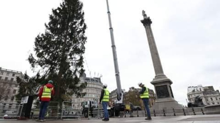Trafalgar Square Christmas tree mocked by onlookers as 'spindly' and 'half dead'