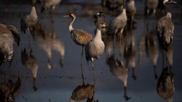 Bird flu outbreak kills 5,000 wild cranes in Israel