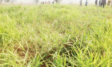 Grazing Law: Treat Us As Benue Indigenes, MACBAN Charges Ortom