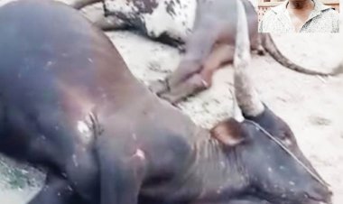 Exclusive: How IPOB Killed Herder, Shot Igbo Man’s 30 Cows