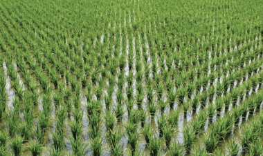 Nigeria now ranked 13th global highest rice producer, 1st in Africa – FG