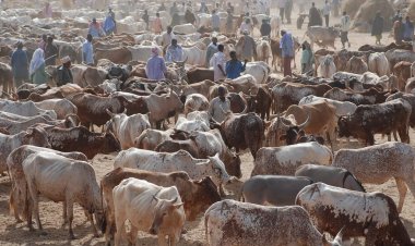 Attack On Abia Cattle Market Where Eight Died, Unacceptable — Northern Groups