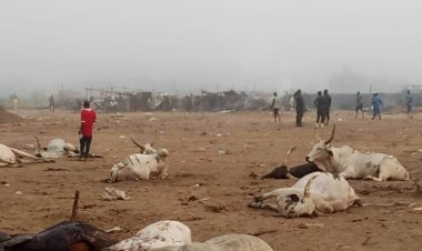 TERRORISM: Below are disturbing images from  the unprovoked attacks launched by IPOB/ESN terrorists on Hausa-fulani traders in Abia state 