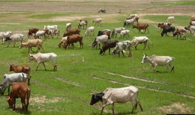 FEC approves N2bn for purchase of cattle in Taraba
