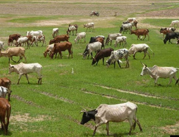 FEC approves N2bn for purchase of cattle in Taraba