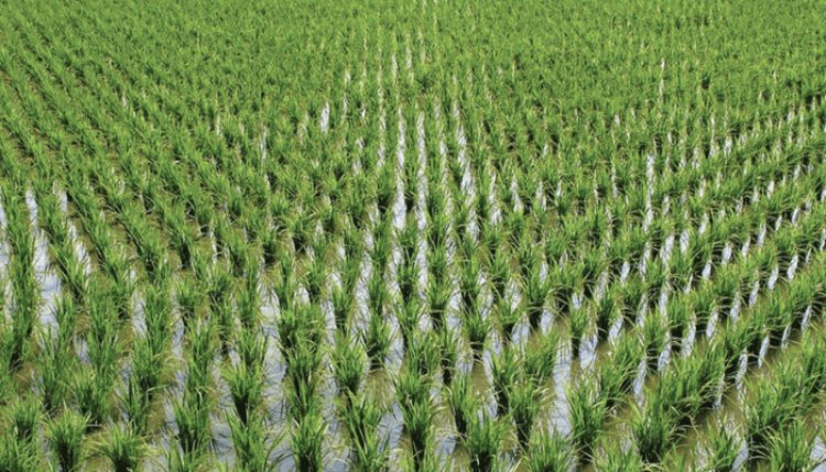 Nigeria now ranked 13th global highest rice producer, 1st in Africa – FG