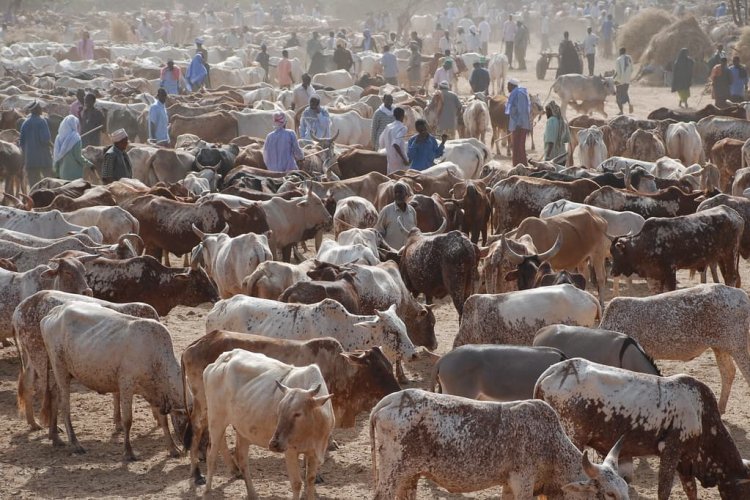 Attack On Abia Cattle Market Where Eight Died, Unacceptable — Northern Groups