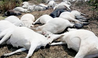 20 Cows Die In Kogi
