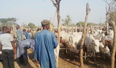 BREAKING: Gunmen Abduct 10 Herders , 300 Cows In Anambra.
