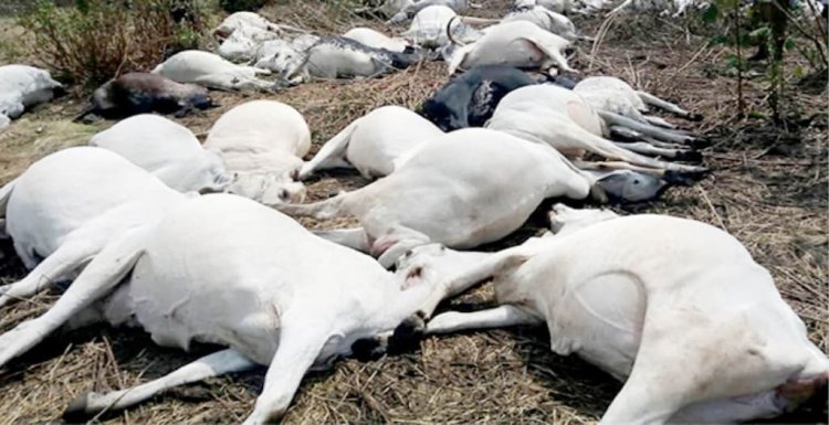 Kogi advises residents to shun cow meat after 20 die mysteriously