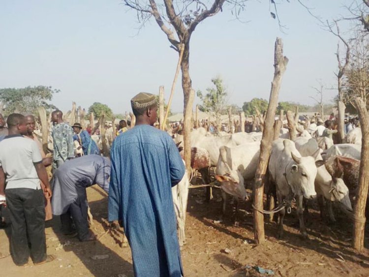BREAKING: Gunmen Abduct 10 Herders , 300 Cows In Anambra.