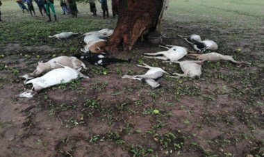 Gambia:Thunderstorm Kills Over 21 Goats In Sare Sofie