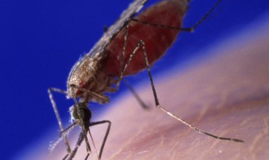 New Malaria Vector Discovered In Northern Nigeria – Research Institute