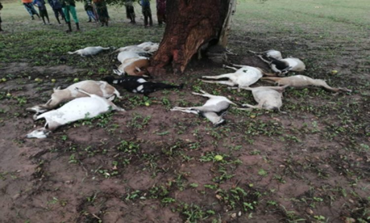 Gambia:Thunderstorm Kills Over 21 Goats In Sare Sofie