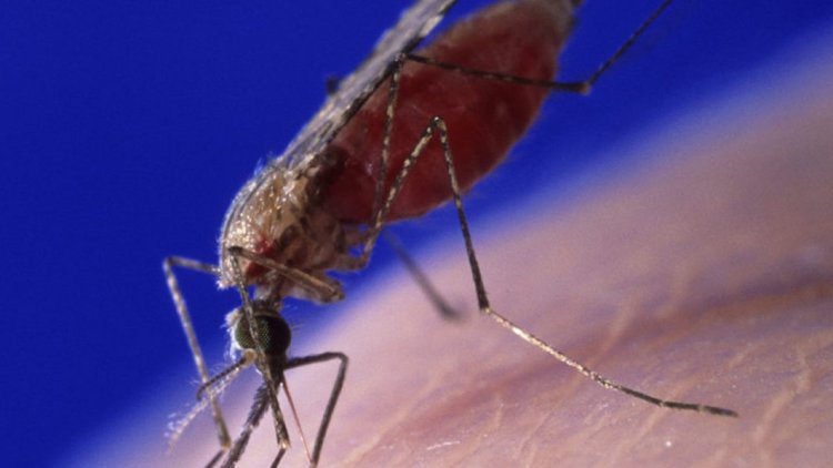 New Malaria Vector Discovered In Northern Nigeria – Research Institute